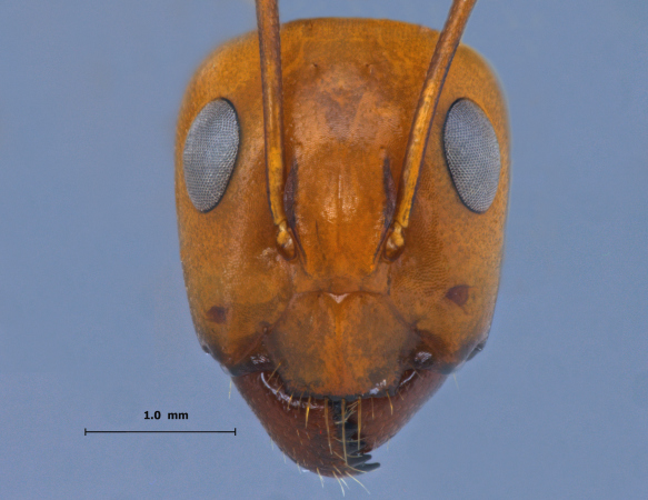 Camponotus turkestanus Andr, 1882 frontal