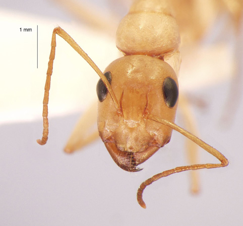 Camponotus turkestanus Andr, 1882 frontal