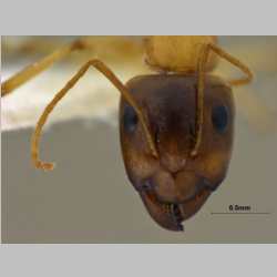 Camponotus turkestanus Andr, 1882 frontal