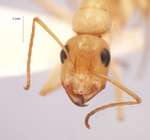 Camponotus turkestanus Andr, 1882 frontal