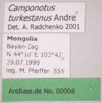 Camponotus turkestanus Andr�, 1882 Label