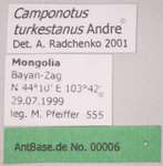 Camponotus turkestanus Andr, 1882 Label