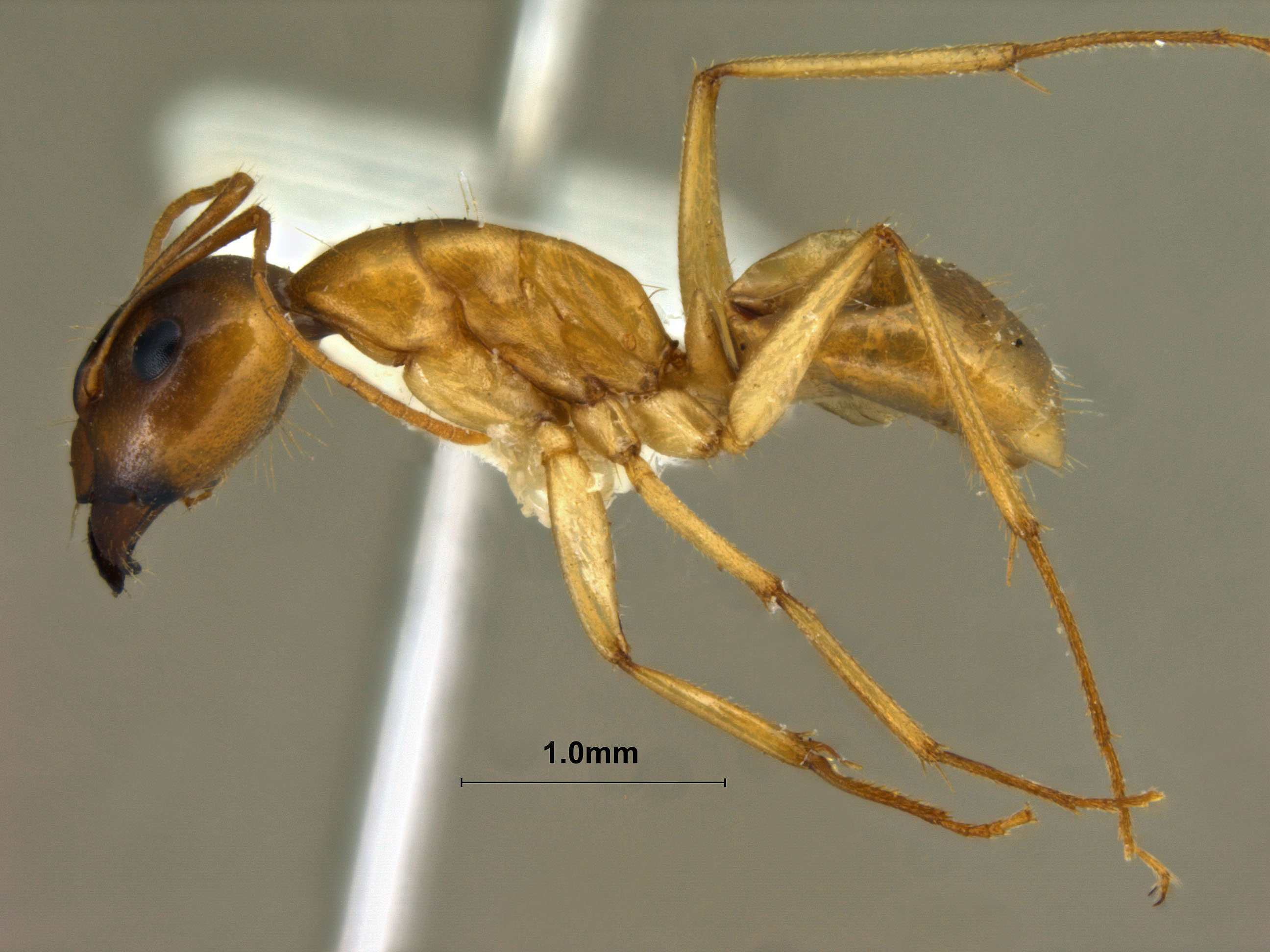 Foto Camponotus turkestanus Andr, 1882 lateral