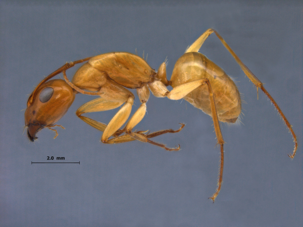 Camponotus turkestanus Andr, 1882 lateral