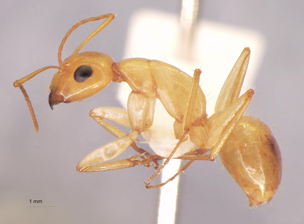 Camponotus turkestanus Andr, 1882 lateral