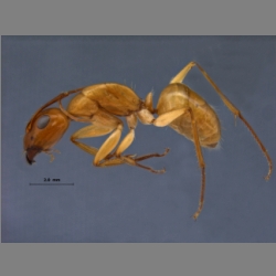 Camponotus turkestanus Andr, 1882 lateral