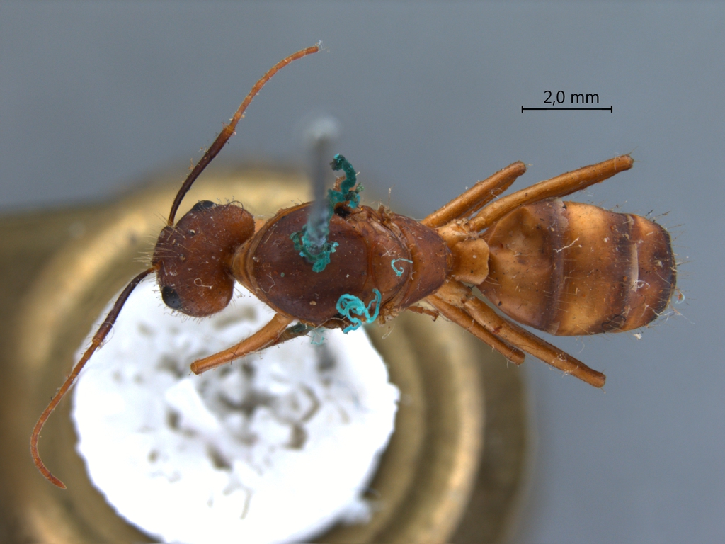 Foto Camponotus variegatus Smith, 1858 dorsal
