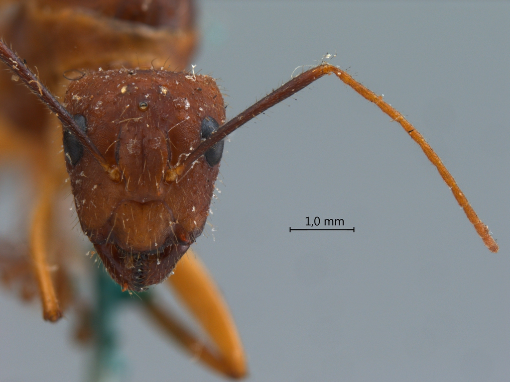 Foto Camponotus variegatus Smith, 1858 frontal