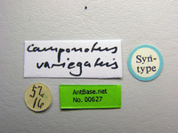 Camponotus variegatus Smith, 1858 Label