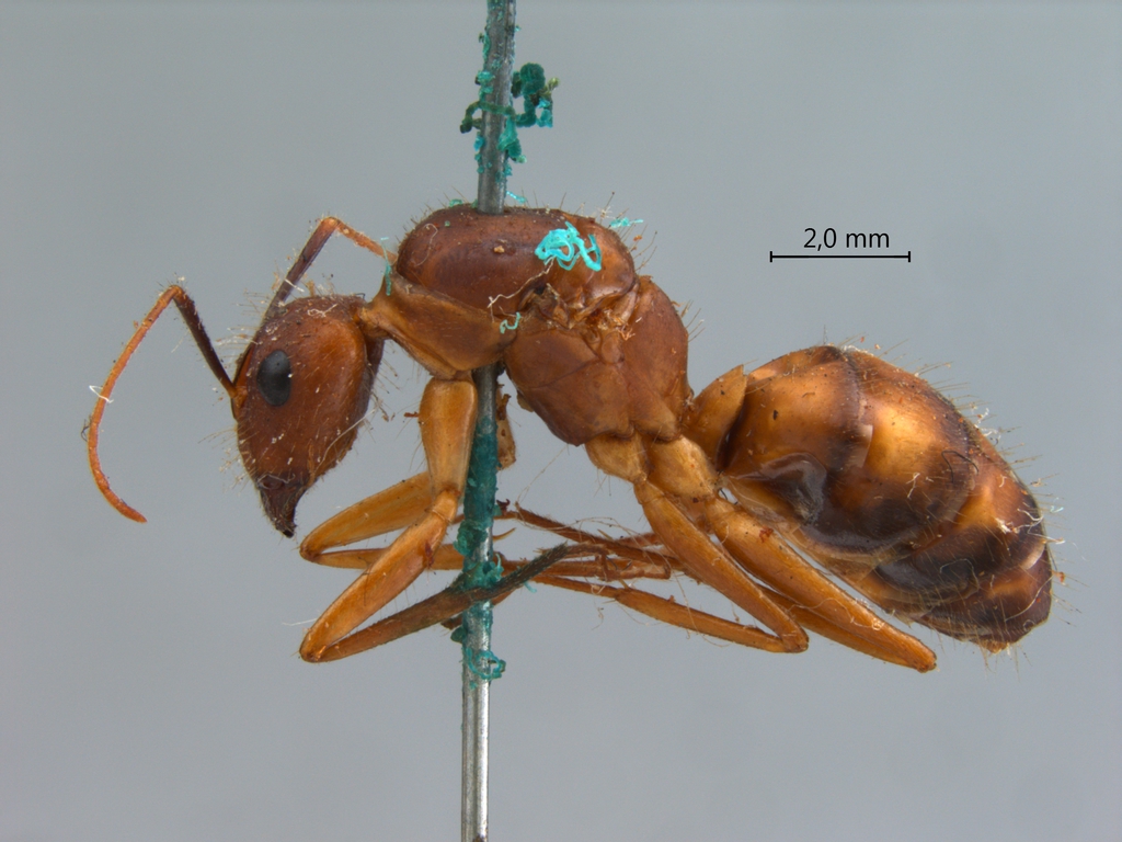 Foto Camponotus variegatus Smith, 1858 lateral