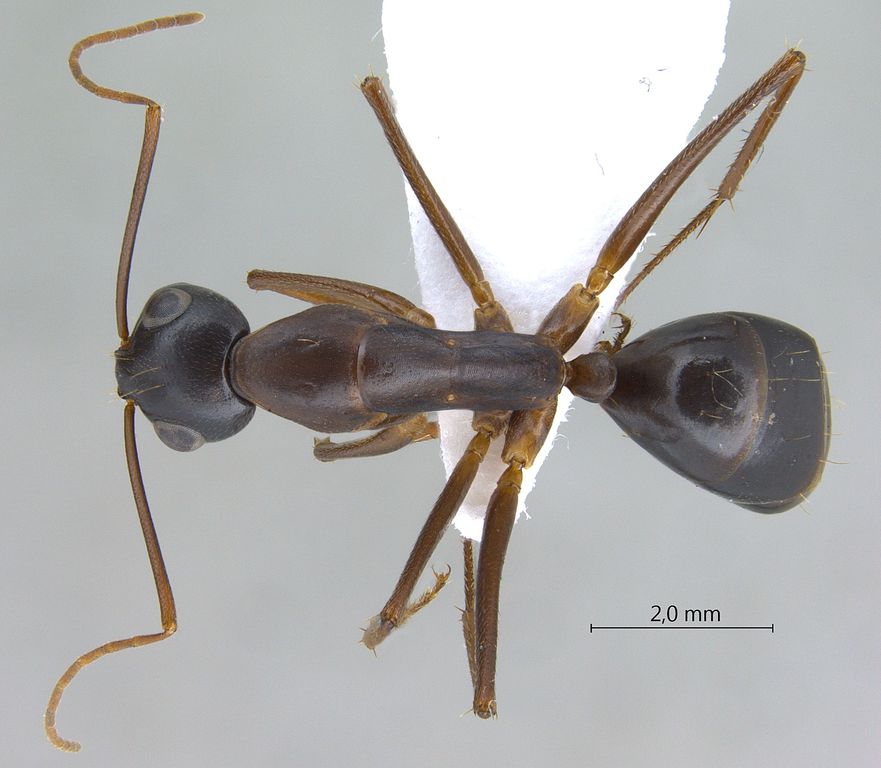Foto Camponotus xerxes Forel, 1904 dorsal