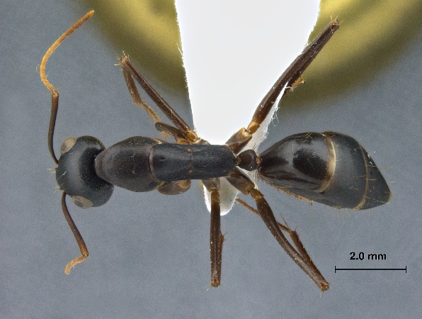 Camponotus xerxes Forel, 1904 dorsal