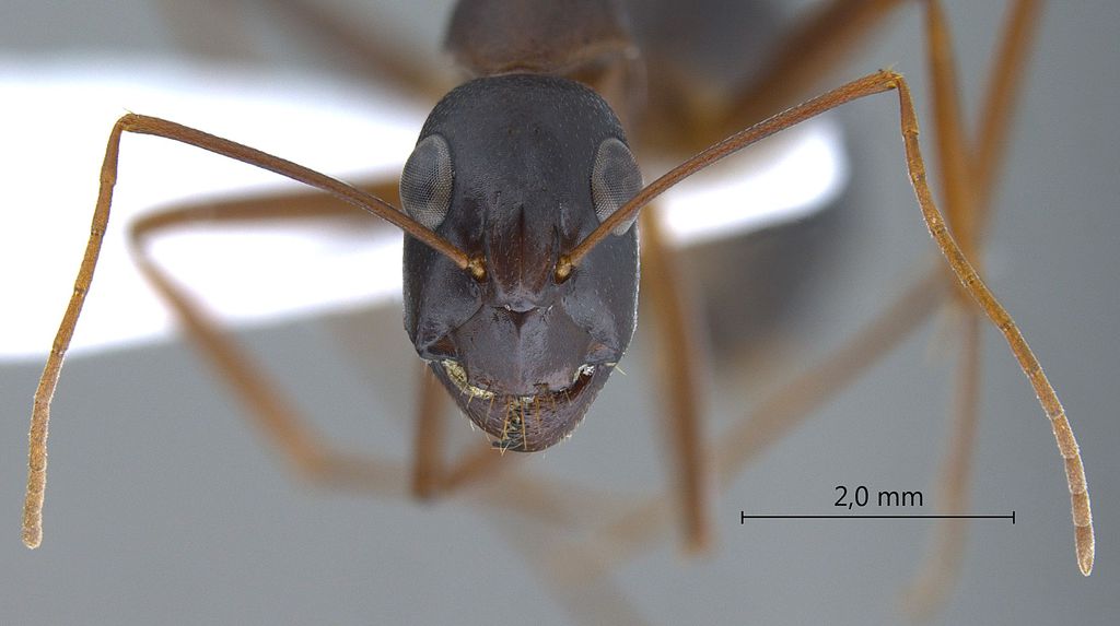 Foto Camponotus xerxes Forel, 1904 frontal