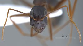 Camponotus xerxes Forel, 1904 frontal