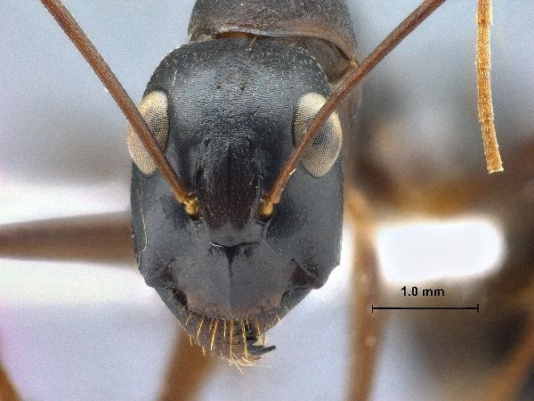 Camponotus xerxes Forel, 1904 frontal