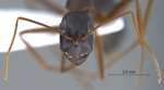 Camponotus xerxes Forel, 1904 frontal