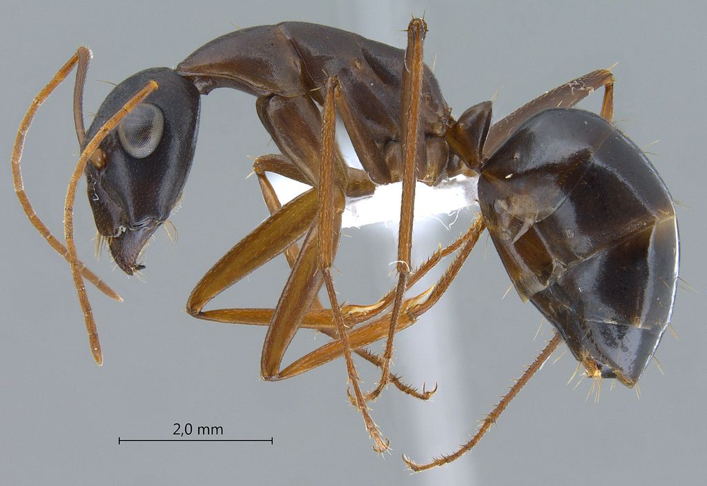 Foto Camponotus xerxes Forel, 1904 lateral
