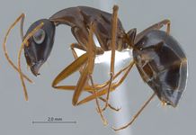 Camponotus xerxes Forel, 1904 lateral