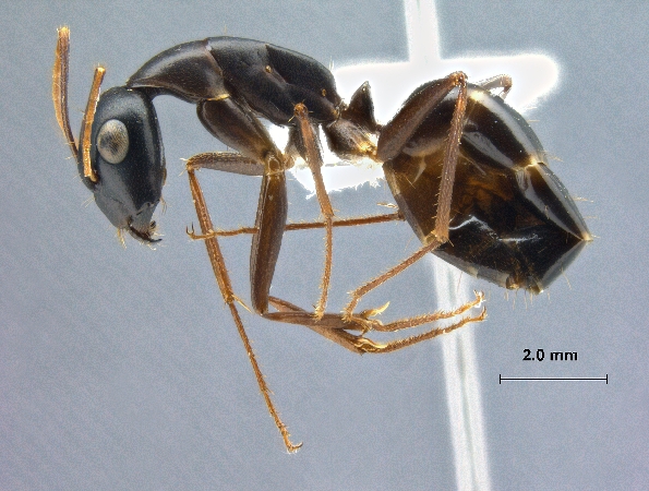 Camponotus xerxes Forel, 1904 lateral