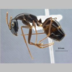 Camponotus xerxes Forel, 1904 lateral