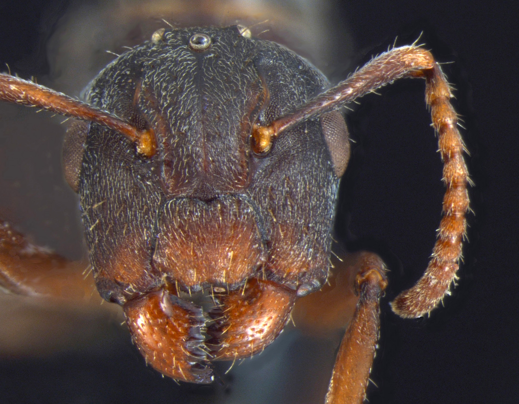 Foto Camponotus overbecki gyne Kutter, 1931 frontal