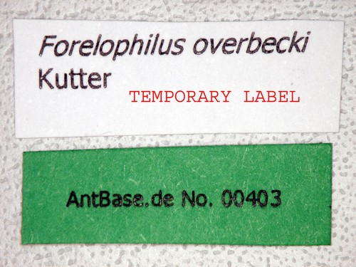 Camponotus overbecki gyne Kutter, 1931 Label