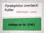 Camponotus overbecki gyne Kutter, 1931 Label