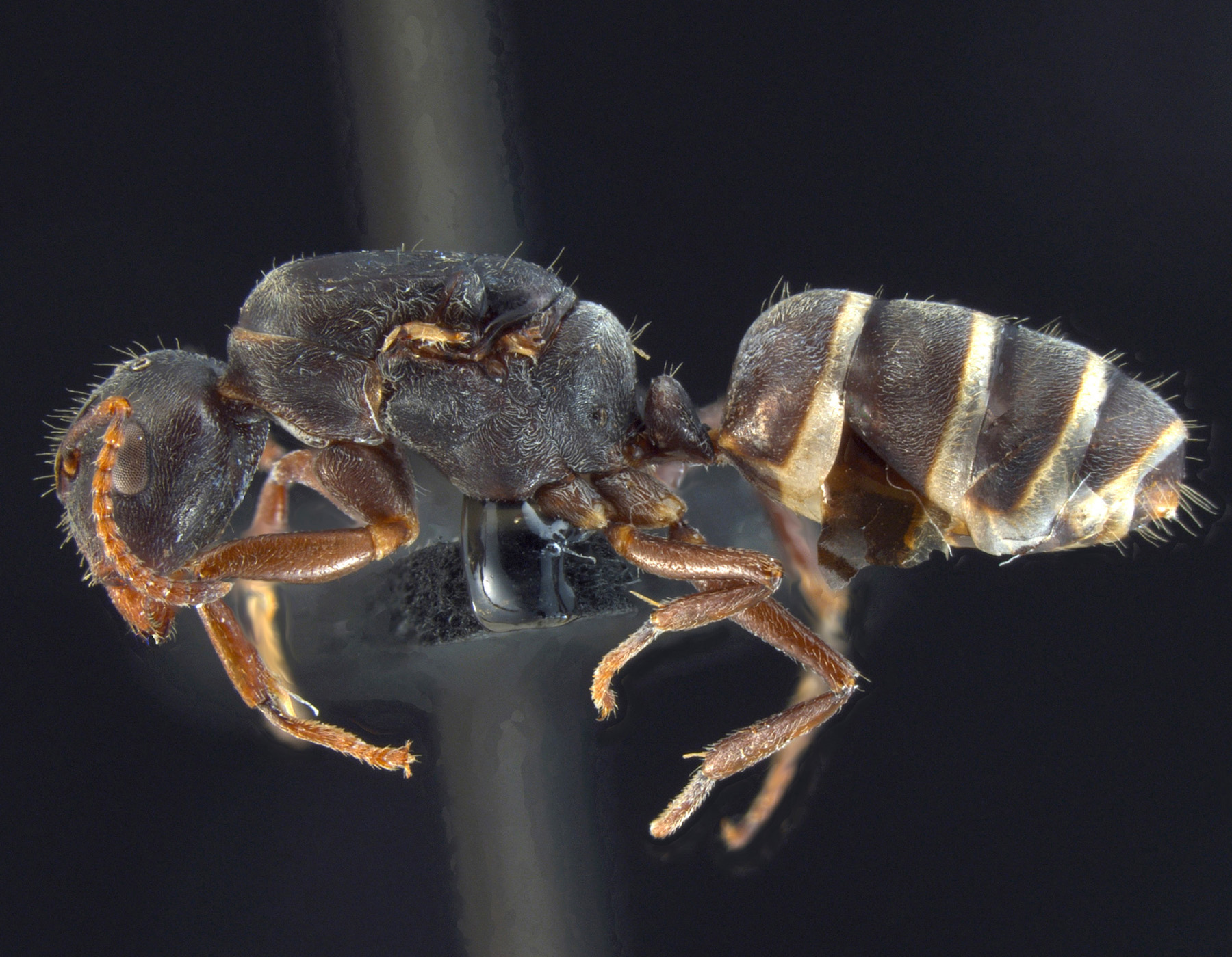 Foto Camponotus overbecki gyne Kutter, 1931 lateral