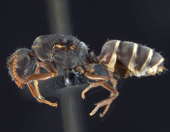 Camponotus overbecki gyne Kutter, 1931 lateral
