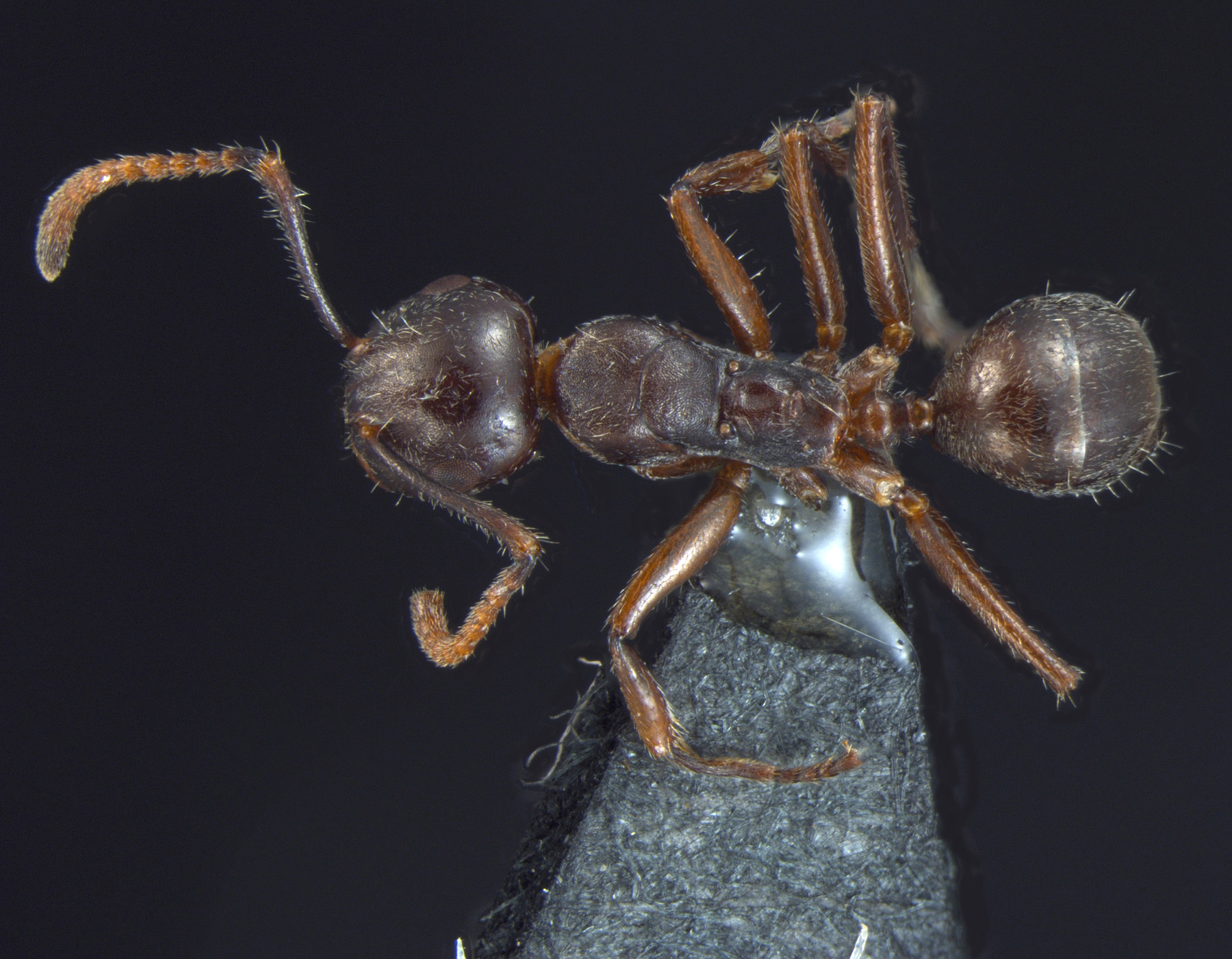 Foto Camponotus overbecki minor Kutter, 1931 dorsal