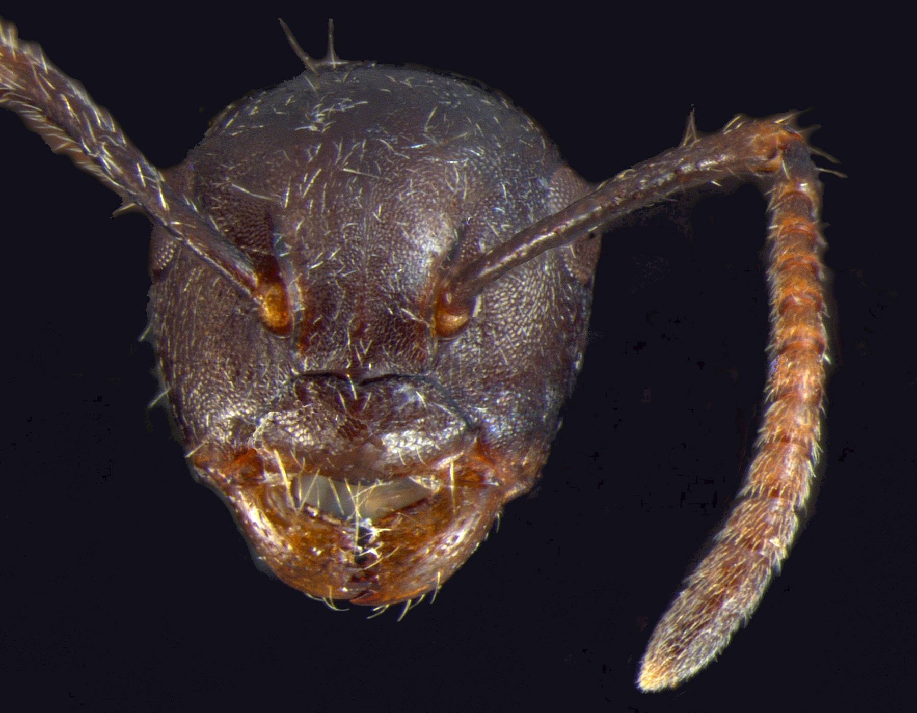 Foto Camponotus overbecki minor Kutter, 1931 frontal