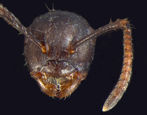 Camponotus overbecki minor Kutter, 1931 frontal