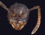 Camponotus overbecki minor Kutter, 1931 frontal
