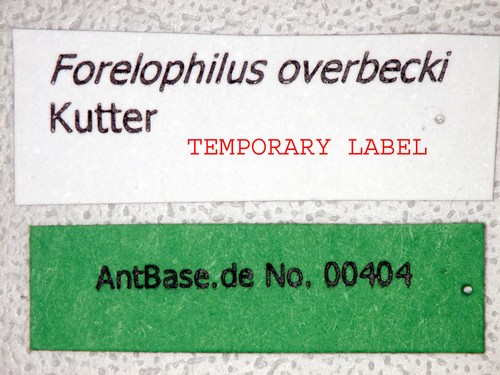 Camponotus overbecki minor Kutter, 1931 Label