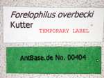 Camponotus overbecki minor Kutter, 1931 Label