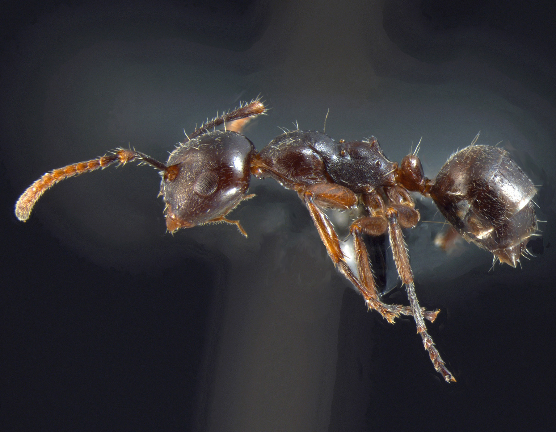 Foto Camponotus overbecki minor Kutter, 1931 lateral