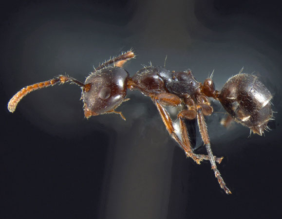 Camponotus overbecki minor Kutter, 1931 lateral