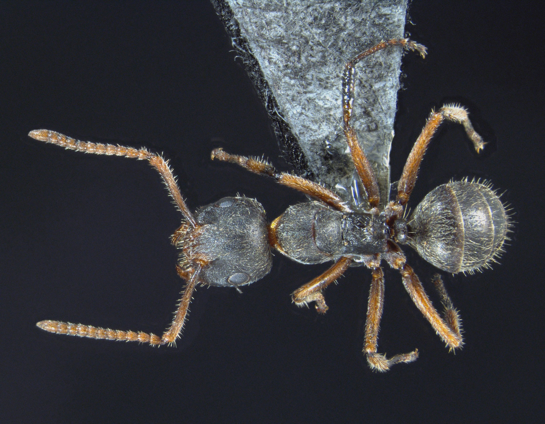 Foto Camponotus philippinensis intermediate Zettel & Zimmermann, 2007 dorsal
