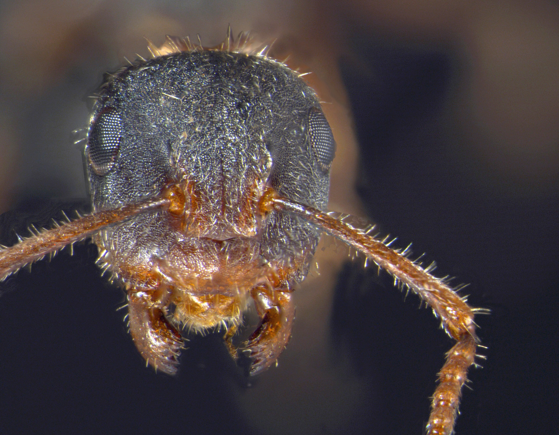 Foto Camponotus philippinensis intermediate Zettel & Zimmermann, 2007 frontal