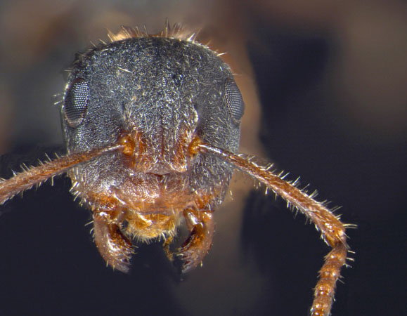 Camponotus philippinensis intermediate Zettel & Zimmermann, 2007 frontal