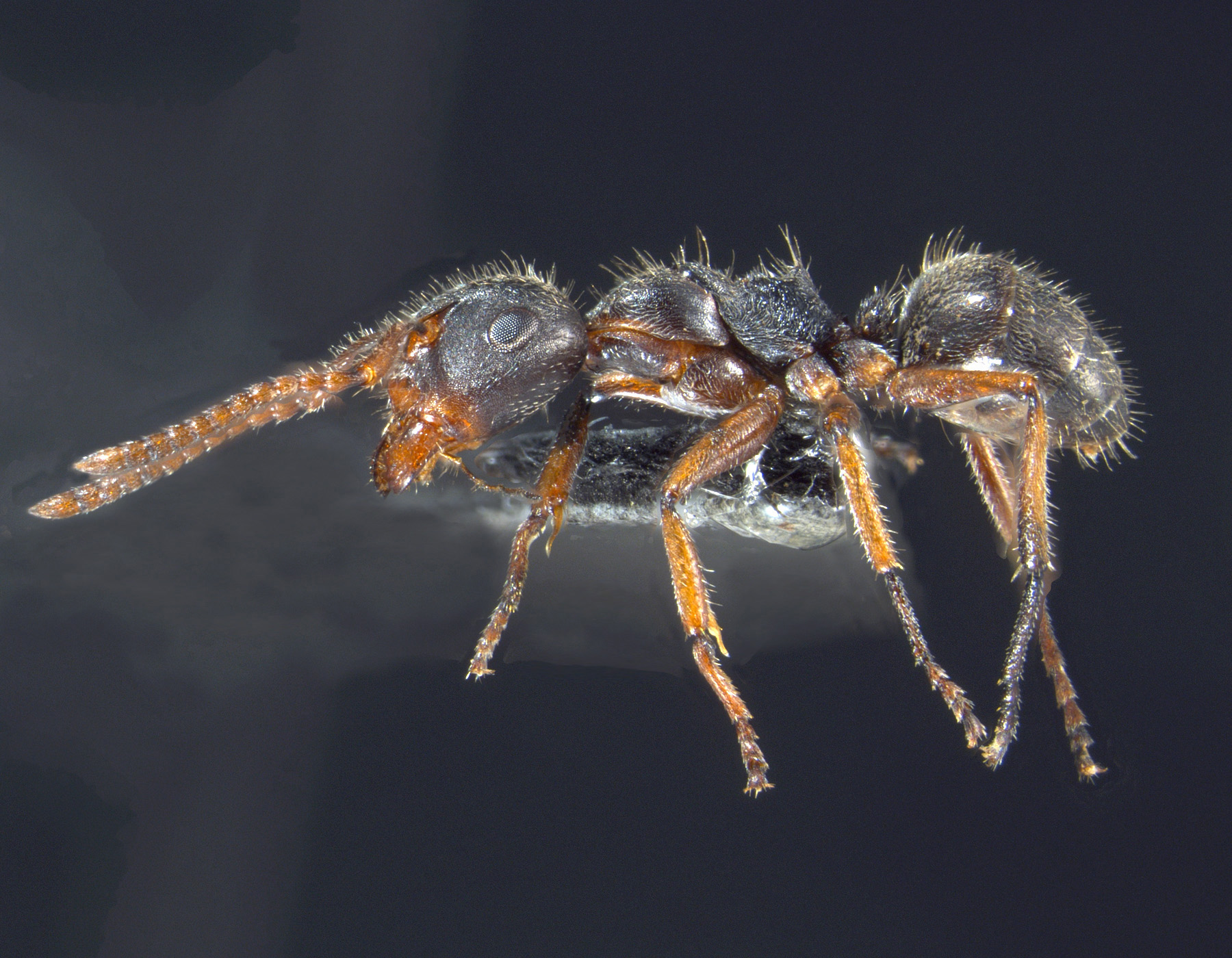 Foto Camponotus philippinensis intermediate Zettel & Zimmermann, 2007 lateral