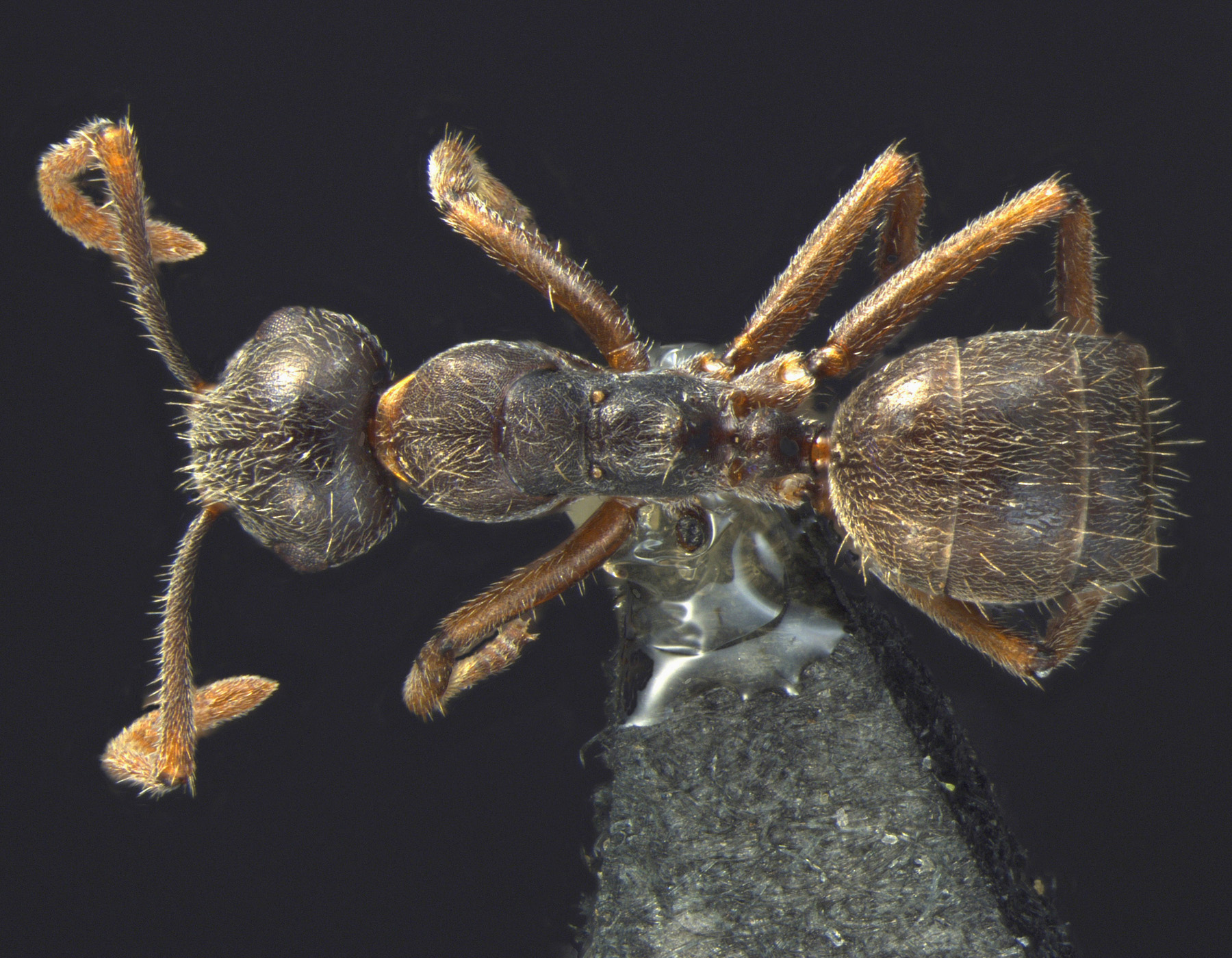Foto Camponotus philippinensis minor Zettel & Zimmermann, 2007 dorsal