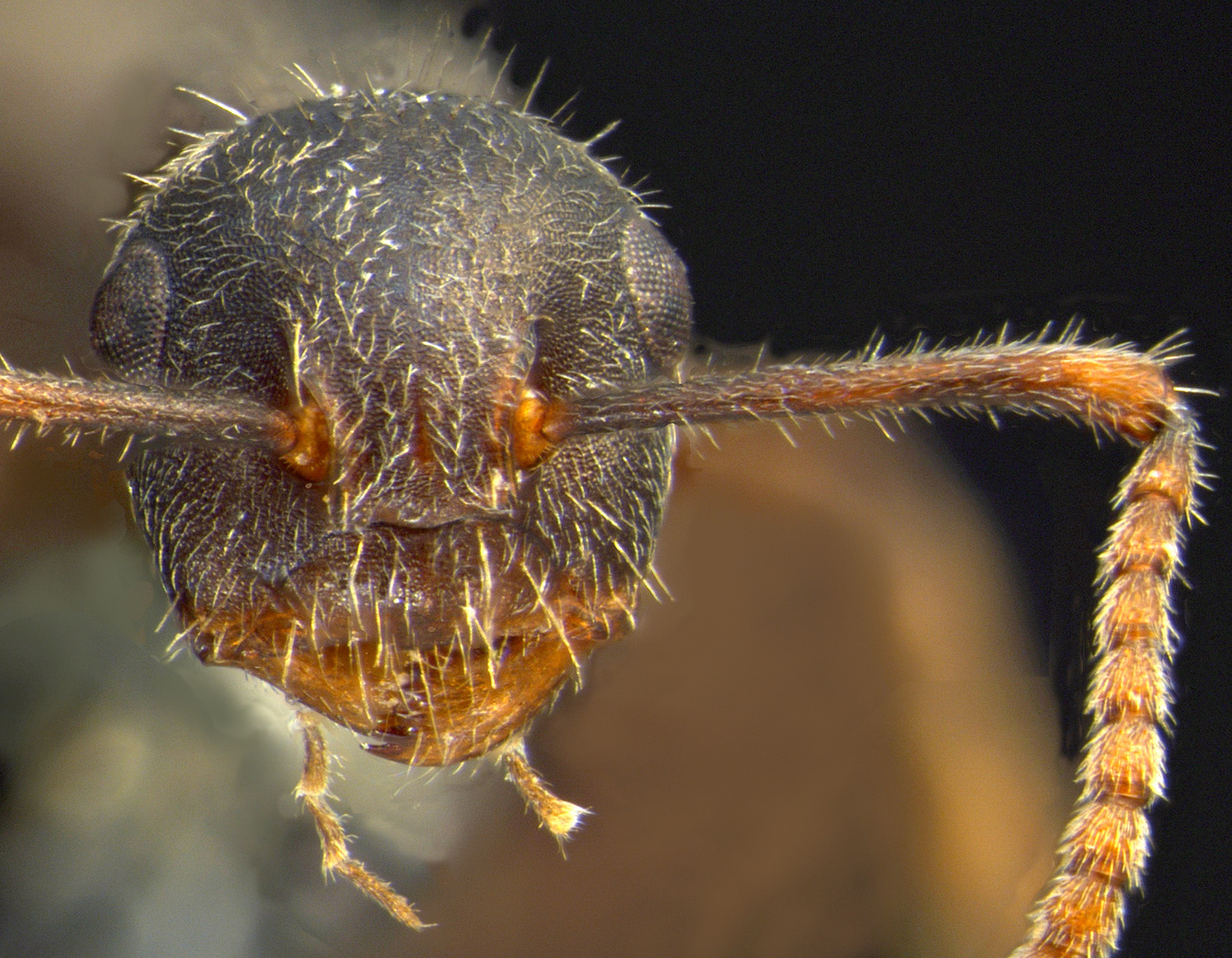 Foto Camponotus philippinensis minor Zettel & Zimmermann, 2007 frontal