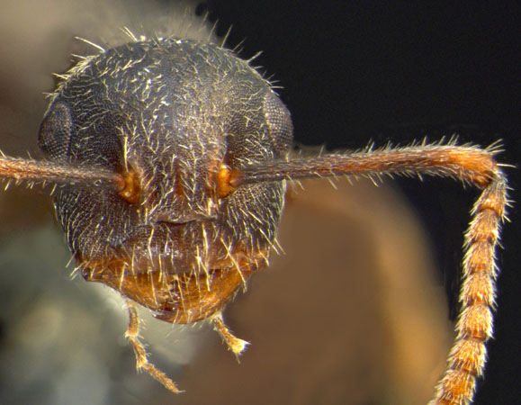 Camponotus philippinensis minor Zettel & Zimmermann, 2007 frontal