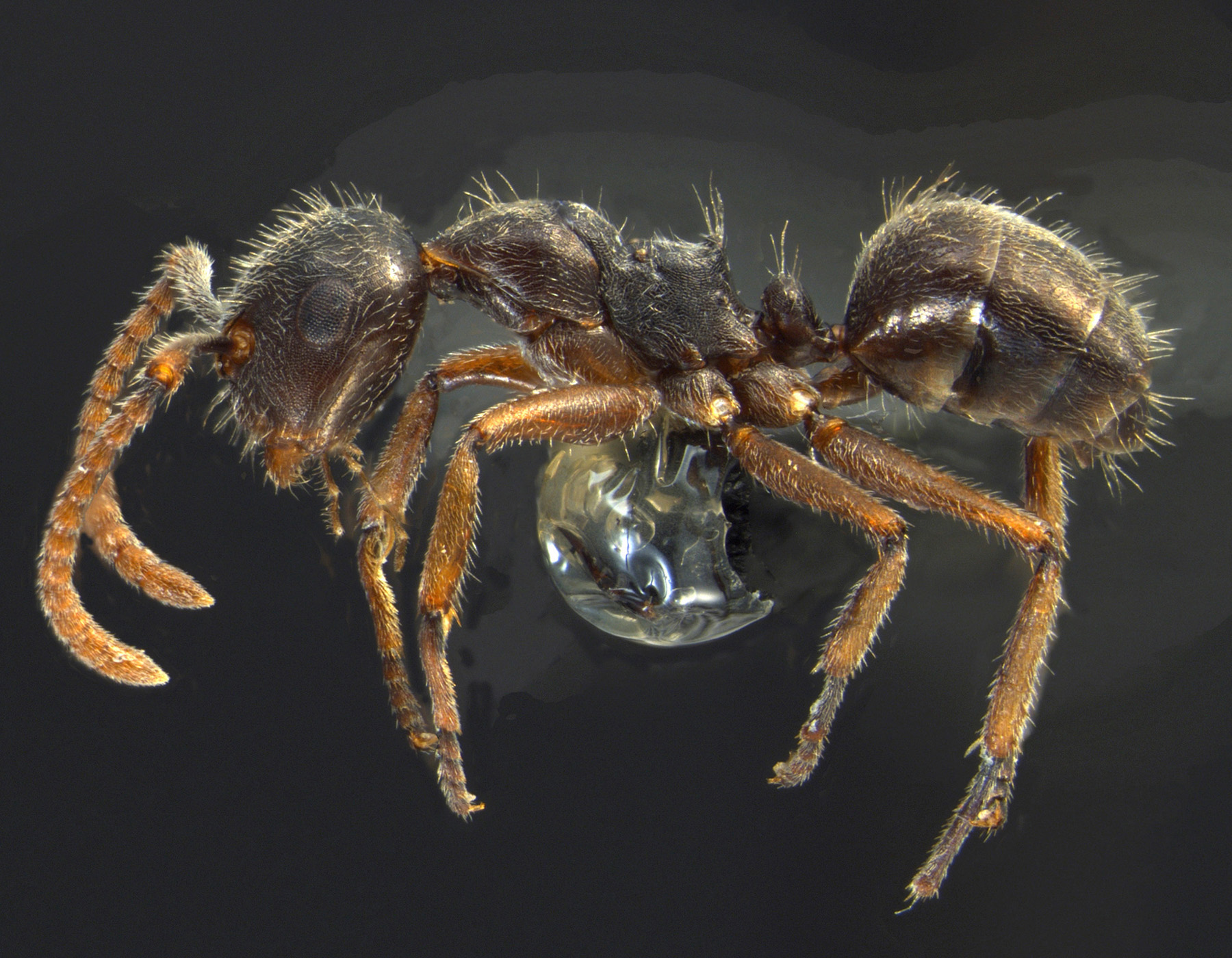 Foto Camponotus philippinensis minor Zettel & Zimmermann, 2007 lateral