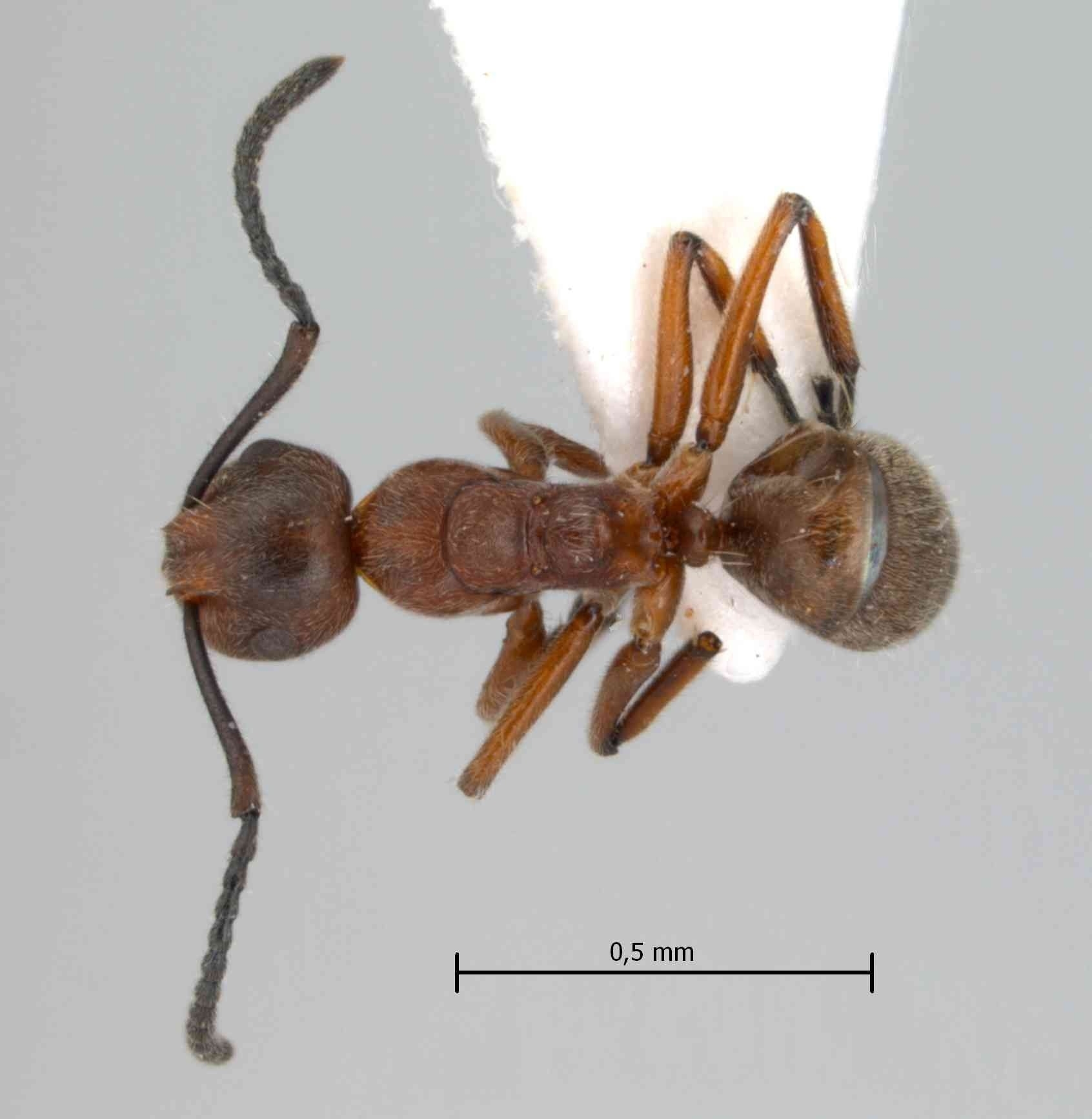 Foto Camponotus sp. 1 dorsal