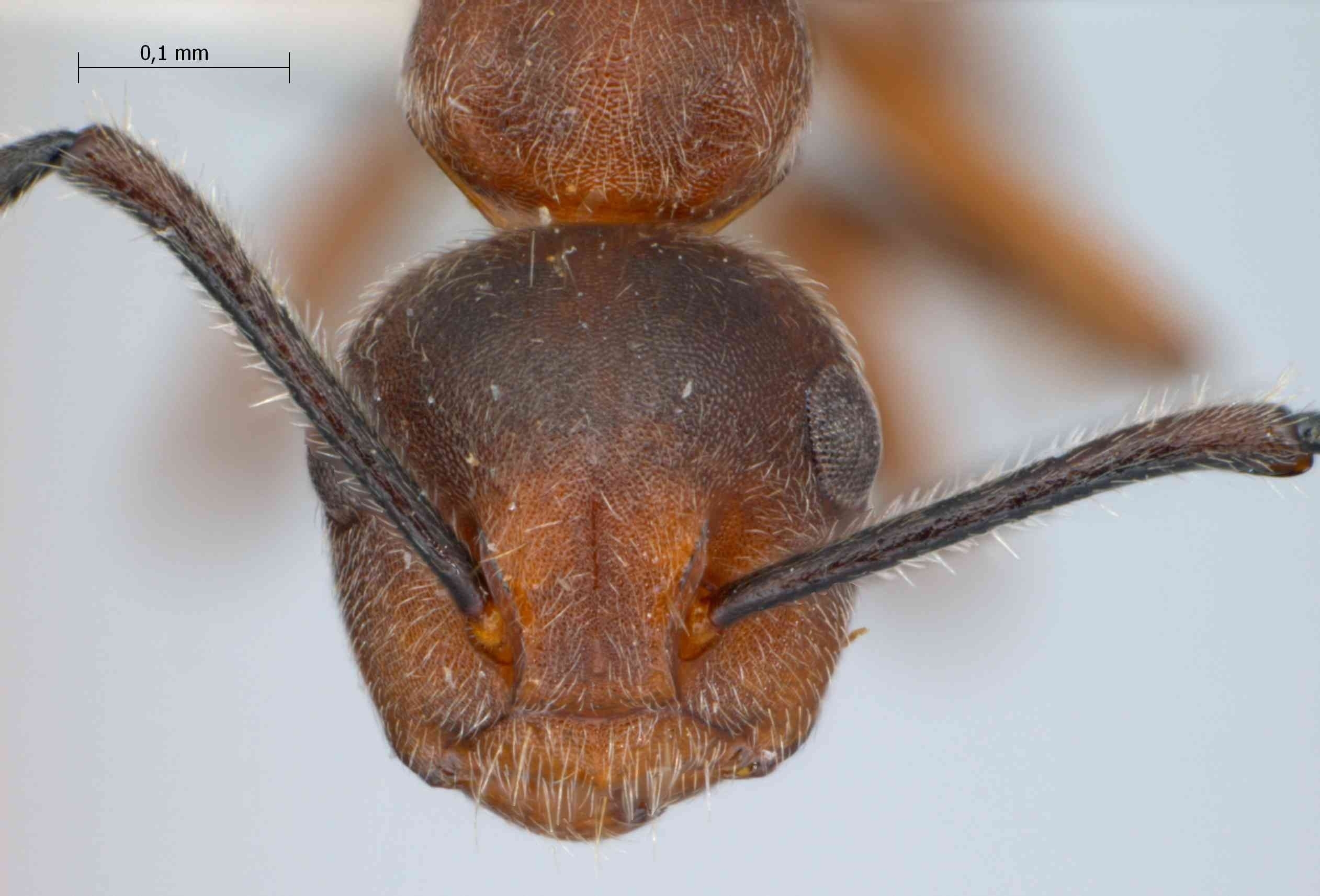 Foto Camponotus sp. 1 frontal