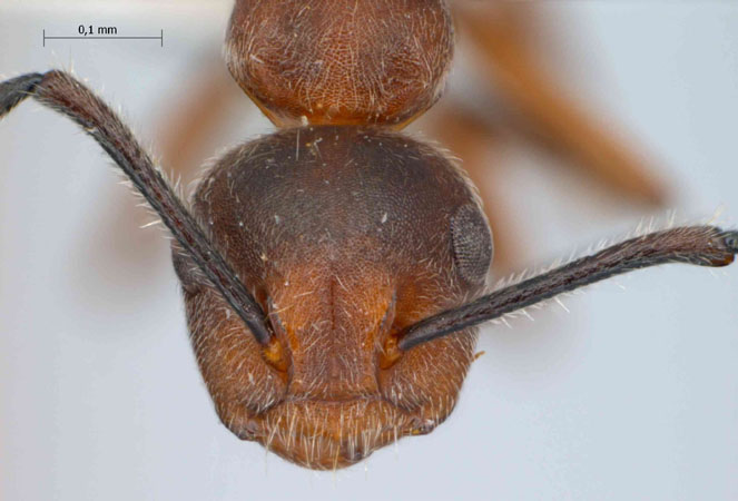 Camponotus sp. 1 frontal