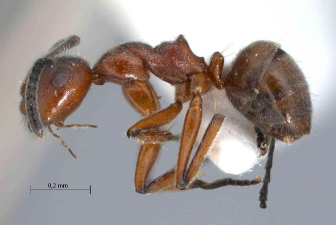 Camponotus sp. 1 lateral