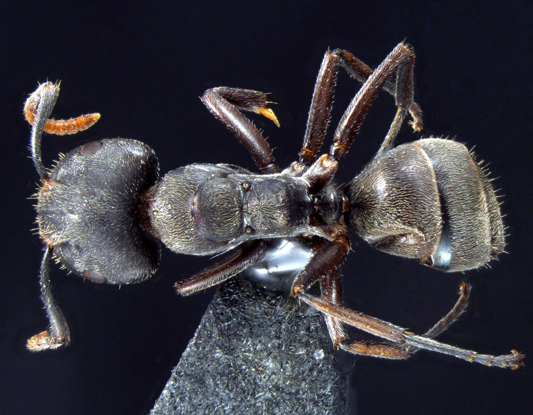 Foto Camponotus stefanschoedli major Zettel & Zimmermann, 2007 dorsal